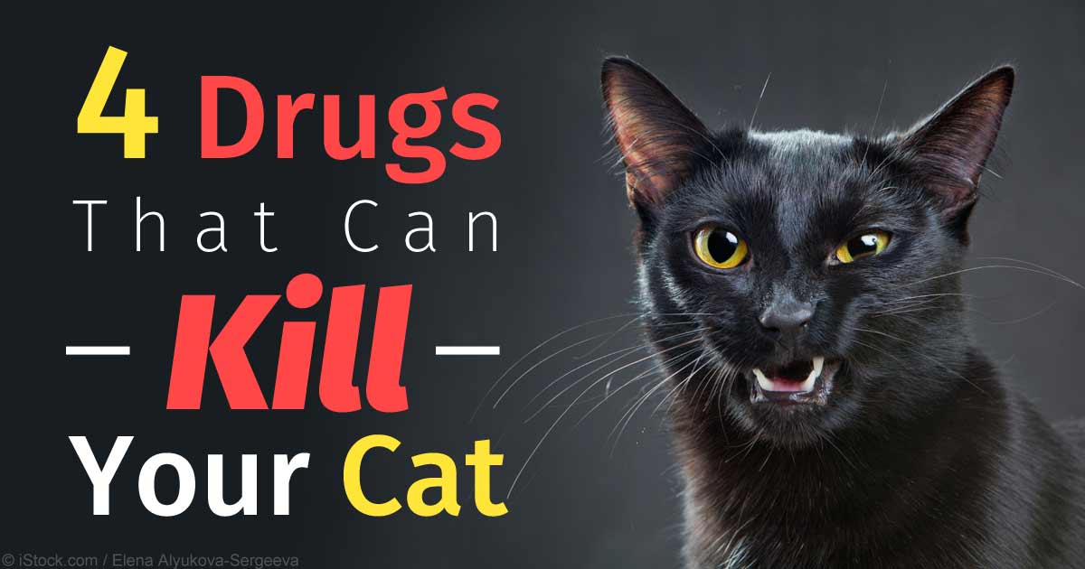 Four Common Substances Toxic to Cats