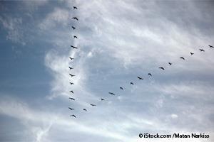 birds v-formation
