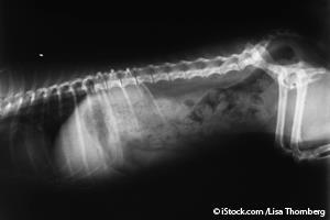 Radiografía Canina