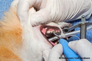 dog dental pain