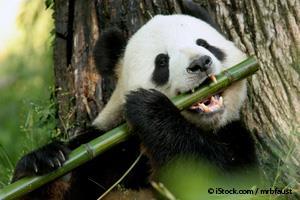 Panda Comiendo Bambú