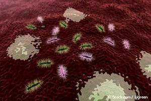 Bacteria Intestinal