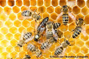 Honeybees Society