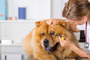 Ocular Trauma in Dogs