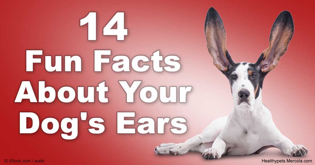 pets fun facts