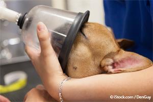 Anestesia Para Mascotas