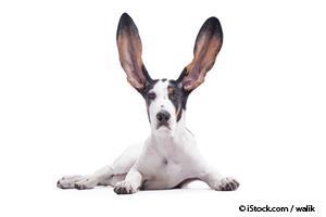 14 facts dog ears
