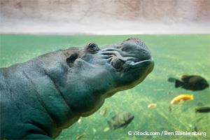 hippopotamus origins