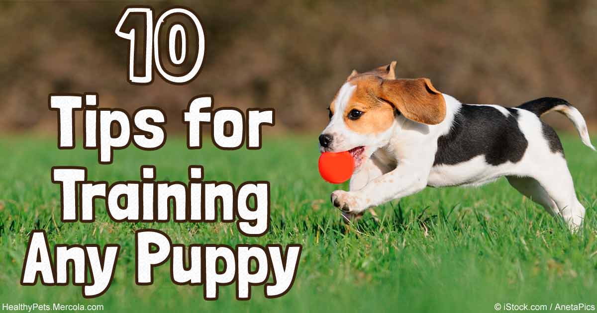 At What Age Can You Start Training A Puppy To Sit Resumeform