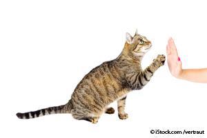 cat trained to high five