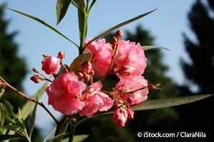 Oleander poisoning