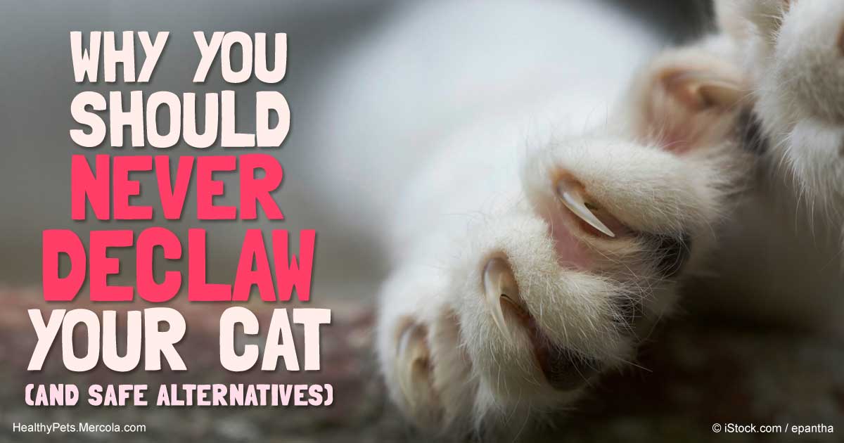 What Happens When You Declaw A Cat