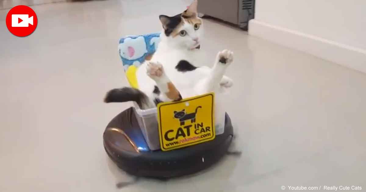 A Cat in His 'Roomba Seat'