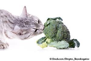 cat eating broccoli