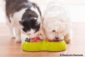 dog and cat eating meat