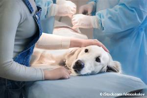 dog with urinary tract infections