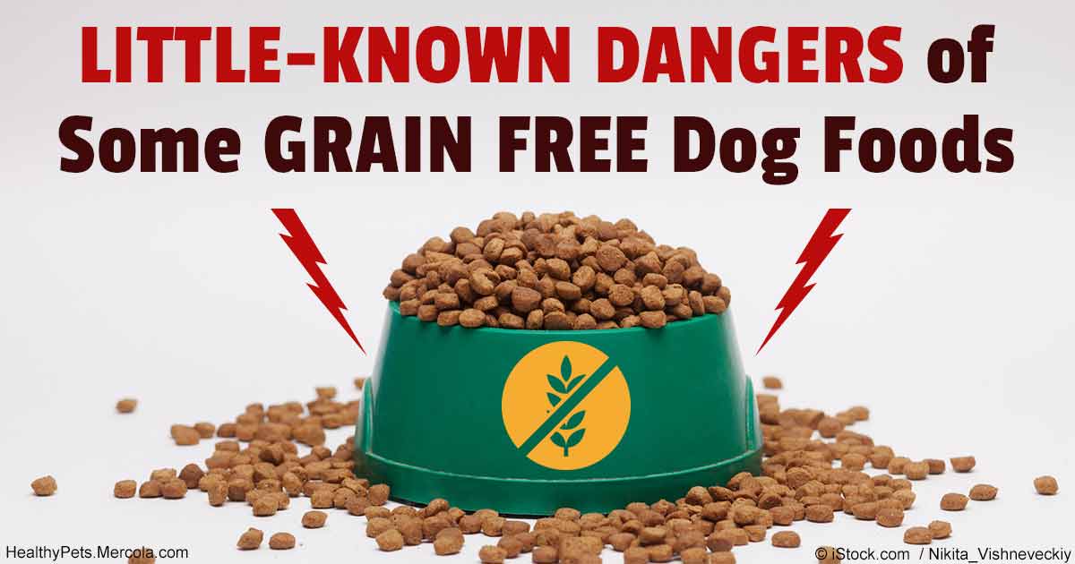 Should You Feed Your Pet GrainFree or Not?