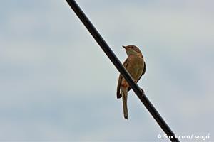 nightingale songbird