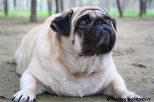 obese dog