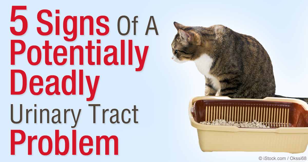 urinary tract infection in cat
