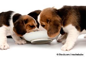 puppies eating fast