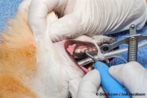 Salud Dental Canina