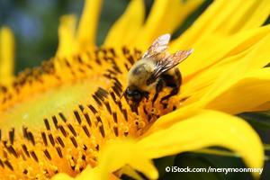 honeybee pollinator