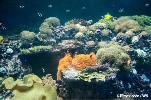 threatened coral reefs