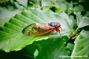 17 year cicada