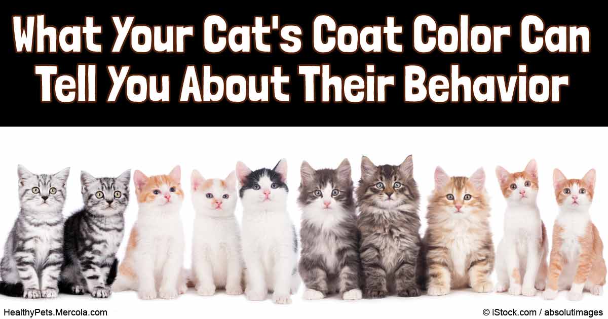 Cat's Coat Colors
