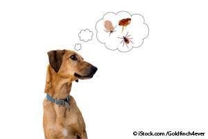 flea and tick prevention in pets