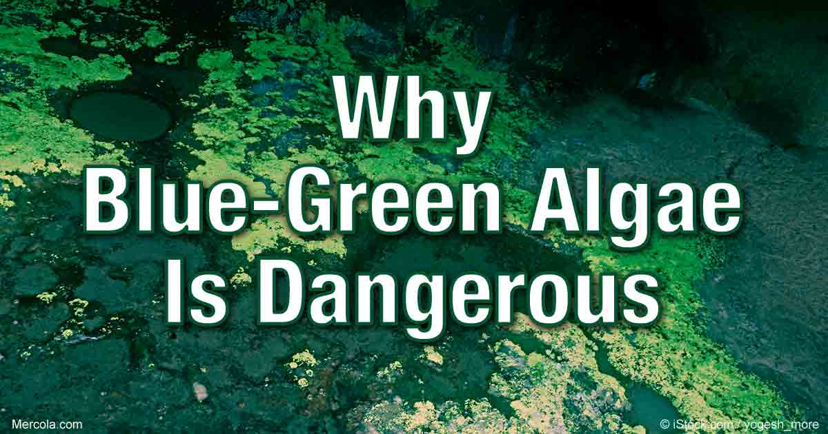 Toxic Algae in Florida Coastlines How Long Does It Take For Algaecide To Dissipate