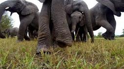 ¿Qué Pasa Si le Das Una Cámara a Una Manada de Elefantes?
