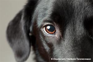 dog eye disorder