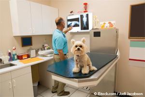 dog kidney check