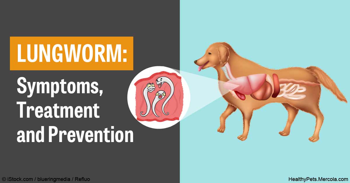 Lungworms in Pets Symptoms, Treatment and Prevention