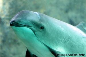 world's smallest porpoise extinction
