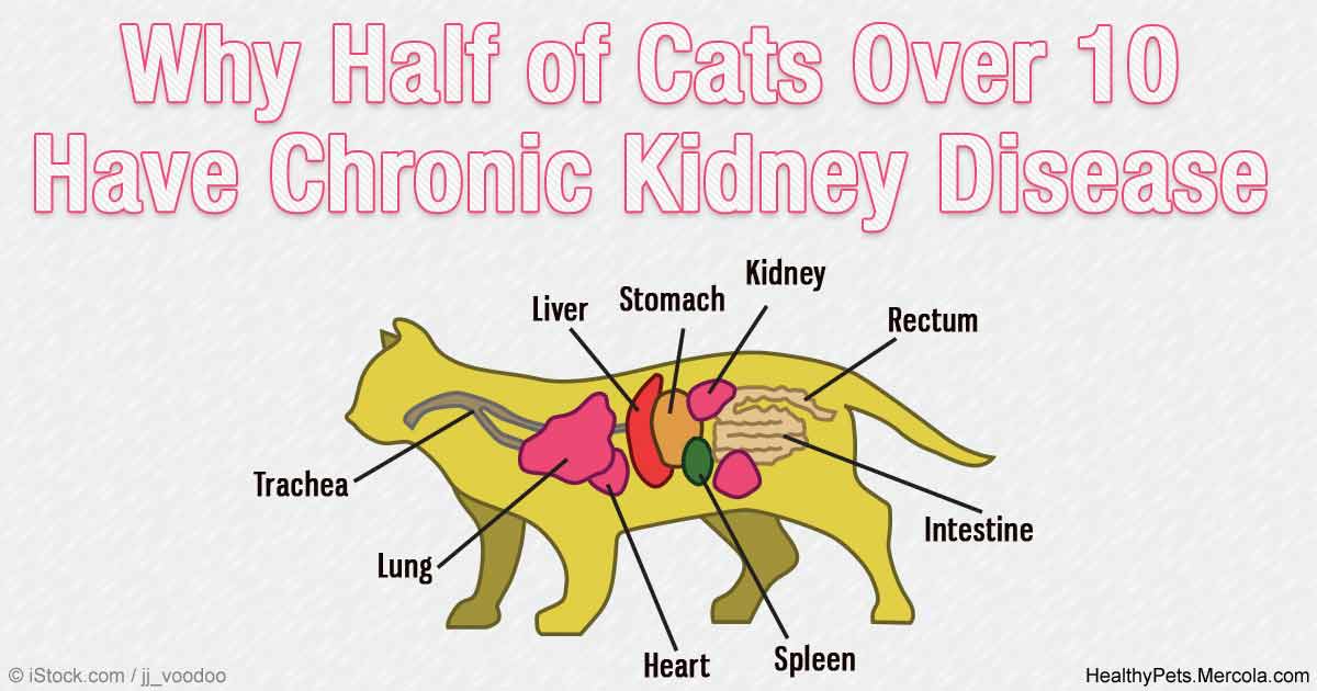 The Dangers of Chronic Kidney Disease in Cats