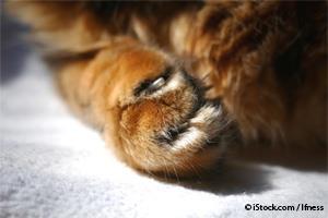 declawing cats