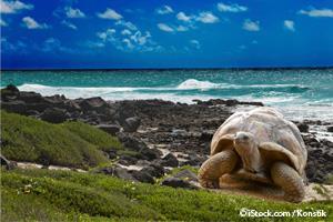 Tortugas Galápagos