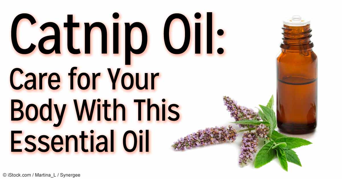 Herbal Oil: Catnip Oil Benefits and Uses