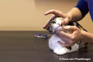 Examen Físico Para Mascotas