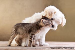 Amantes de Perros y Gatos