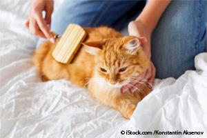brushing cats fur