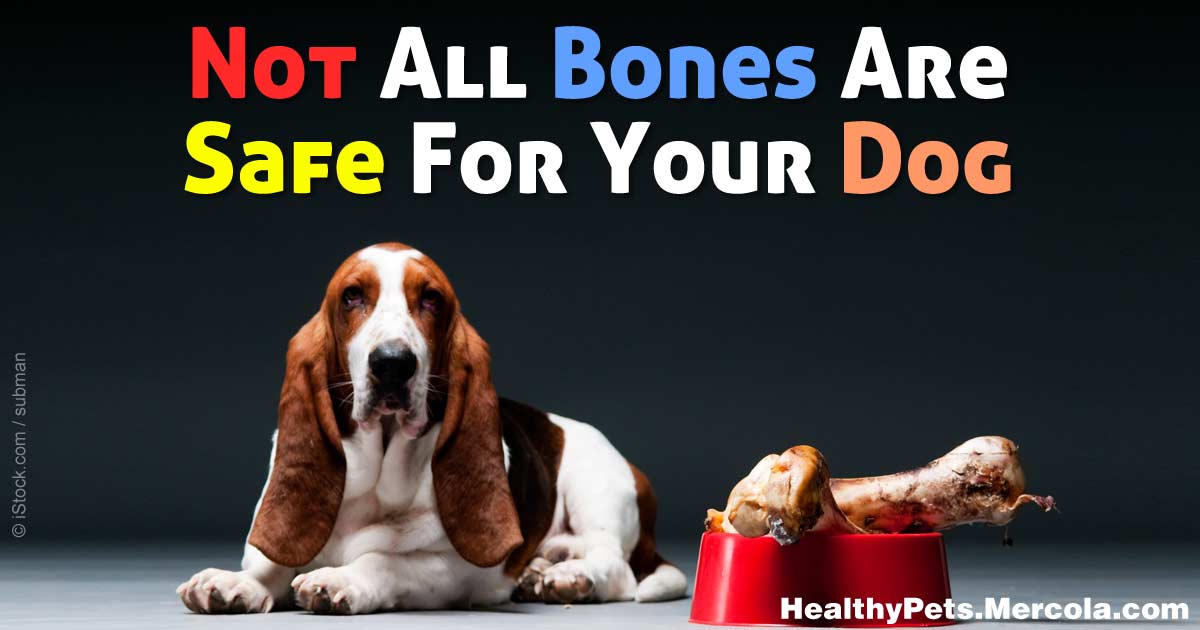 can dogs have pork rib bones