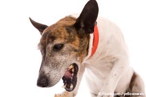 dog coughing up clear mucus
