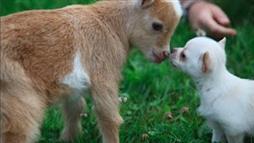 La Tierna Amistad Entre un Chihuahua y Cabras Bebé