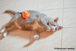diabetic pet cat