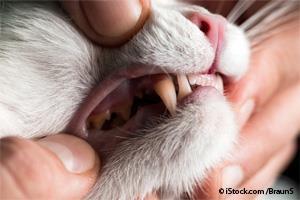 Salud Dental en Gatos