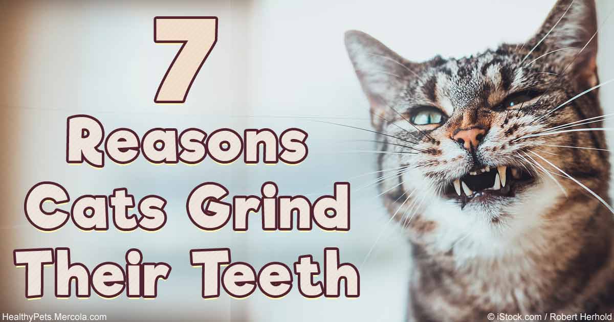 7 reasons cats grind their teeth fb
